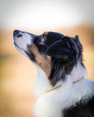 Portrait of a standard Australian Shepherd looking up
