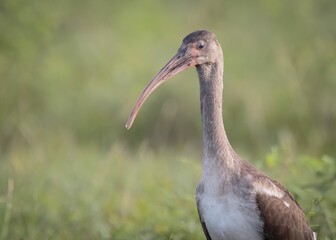 Juvenile white ibis