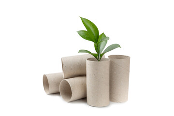 Empty toilet paper roll. Empty toilet paper rolls and plant for isolated on white background. Paper...