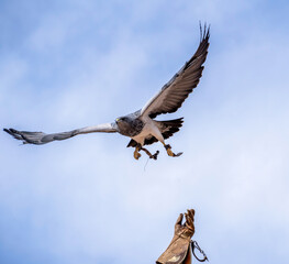 Peregrine falcon, a species of Falcons and caracaras falconidae aka great footed hawk peregrine...