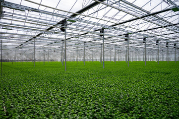 Chrysanthemum flowers growth in huge Dutch greenhouse, flowers for shops and auctions world wide delivery