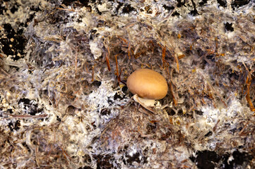 Growing of brown champignons mushrooms, mycelium grow from compost into casing on organic farm in Netherlands, food industry in Europe
