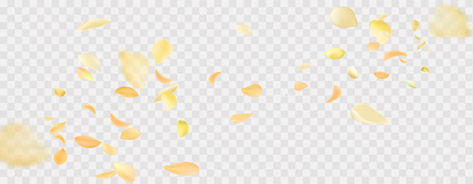 Yellow falling rose or sunflowers petals.Transparent panoramic horizontal background.Amber flower spring template.