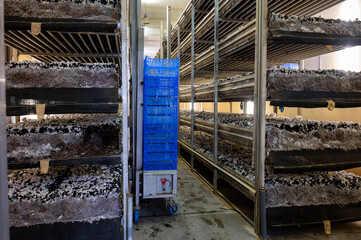 Growing of white champignons mushrooms, mycelium grow from compost into casing on organic farm in...