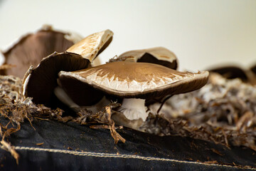 Growing of brown champignons mushrooms, mycelium grow from compost into casing on organic farm in Netherlands, food industry in Europe