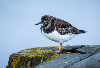 Turnstone.  Wild Sea Bird. On mossy wooden post.