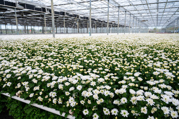 White Chrysanthemum flowers growth in huge Dutch greenhouse, flowers for shops and auctions world wide delivery