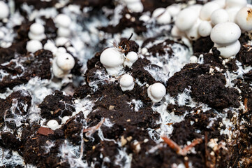 Growing of white champignons mushrooms, mycelium grow from compost into casing on organic farm in Netherlands, food industry in Europe