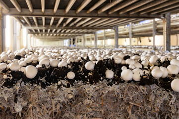 Growing of white champignons mushrooms, mycelium grow from compost into casing on organic farm in...