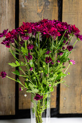 Colourful Chrysanthemum flowers in bouquets, growth in Dutch greenhouse, fresh flowers for shops and auctions world wide delivery