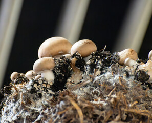 Growing of brown champignons mushrooms, mycelium grow from compost into casing on organic farm in...