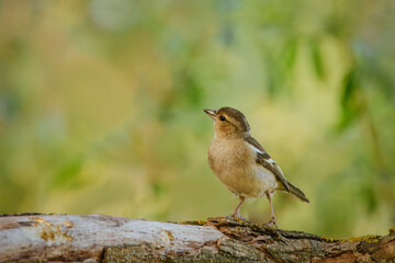 A female common chaffinch (Fringilla coelebs) stands on the thick branch with a green background on a sunny spring evening.