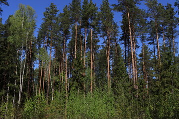 Tall pine trees against the blue sky in the wild.