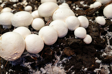 Growing of white champignons mushrooms, mycelium grow from compost into casing on organic farm in...