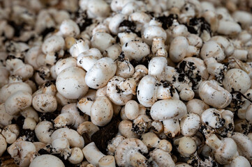 Harvest of fresh white champignons mushrooms on organic farm in Netherlands, food industry in Europe, plastic boxes with champignons ready to sale