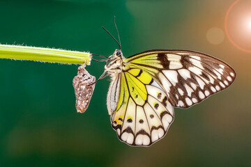 Amazing moment ,Large tropical butterfly hatch from the pupa and emerging with clipping path.  Concept transformation of Butterfly