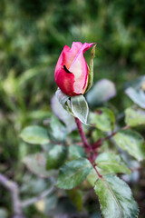 newly bloomed rose flower in the garden