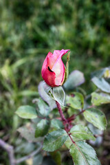 newly bloomed rose flower in the garden