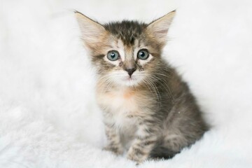 Fototapeta premium Little gray baby cat cub pet photography studio photoshoot