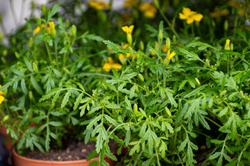 Young plants of tagetes marigolds in greenhouse, cultivation of eatable plants and flowers,...