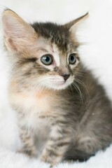 Little gray baby cat cub pet photography studio photoshoot