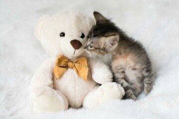 Little gray baby cat cub pet photography studio photoshoot