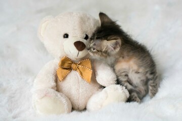 Little gray baby cat cub pet photography studio photoshoot