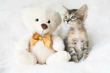 Little gray baby cat cub pet photography studio photoshoot