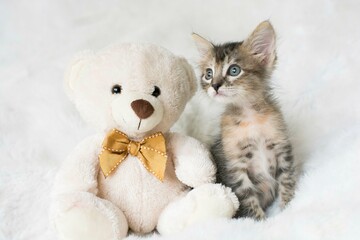Little gray baby cat cub pet photography studio photoshoot
