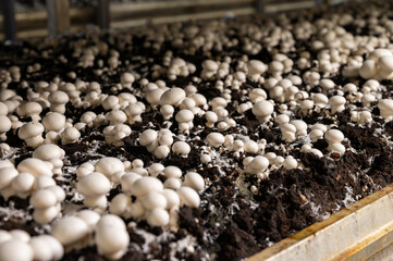 Growing of white champignons mushrooms, mycelium grow from compost into casing on organic farm in Netherlands, food industry in Europe
