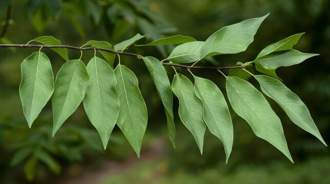 Pointed ovate-lanceolate green leaves with serrated margins hanging on branchlets of a Common Hackberry (Celtis occidentalis)
