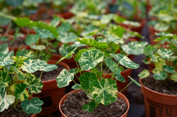 Young plants of tropaeolum garden nasturtium in greenhouse, cultivation of eatable plants and flowers, decoration for exclusive dishes in premium gourmet restaurants