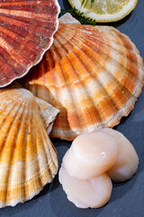 Atlantic bay scallops coquille St. James sea shells, catch of the day in Normandy or Brittany, France is shells and cleaned
