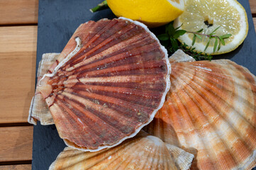 Atlantic bay scallops coquille St. James sea shells, catch of the day in Normandy or Brittany, France