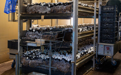 Growing of white champignons mushrooms, mycelium grow from compost into casing on organic farm in...