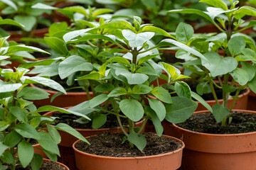 Young plants of aromatic Thai basil herb in greenhouse, cultivation of eatable plants and flowers, decoration for exclusive dishes in premium gourmet restaurants