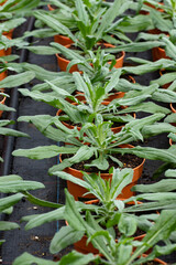 Young plants of centaurea thistle-like flowering plants in greenhouse, cultivation of eatable plants and flowers, decoration for exclusive dishes in premium gourmet restaurants - obrazy, fototapety, plakaty