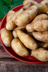 Ratte potato, La Ratte, La Reine Ratte du Touquet, or Asparges small potato with unique nutty flavor and smooth, buttery texture