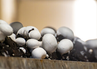 Growing of white champignons mushrooms, mycelium grow from compost into casing on organic farm in...