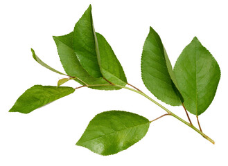 Cherry tree branch with green leaves on isolated background