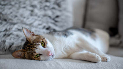 Cat sleeping on the couch in the living area moody shots