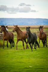 Obraz premium Horses running on a field in the andes Puno sierra Peru