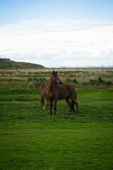 Horses running on a field in the andes Puno sierra Peru
