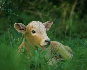 Young calf in green grass