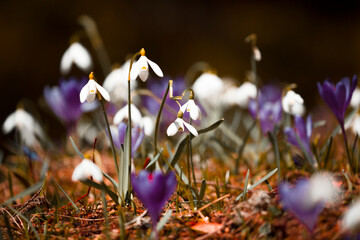 wild spring flowers, fantastic macro photo of crocuses (Saffron) on the meadow ...exclusive - this...