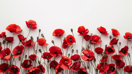 Set of beautiful red poppy flowers. poppy is a widely recognized symbol of remembrance and commemoration,