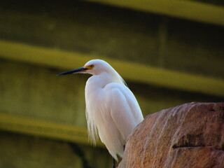 heron