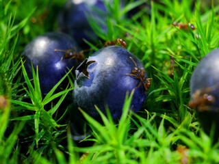 Ants munching on blueberries on forest moss, a tasty treat. 