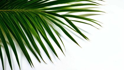 Obraz premium Green palm leaves on a white background: Tropical foliage with vibrant green coloration for exotic nature concepts