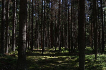 Sunlight in a dark pine forest. Backlight in a coniferous forest after a rain in the summer. Dark misty forest.